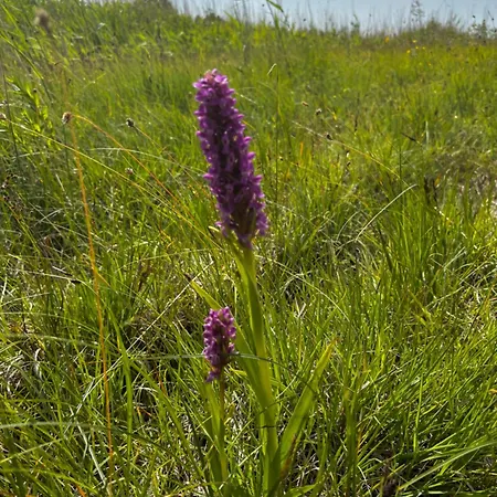 Anniksson Nature Private Tiny Кемпинг *